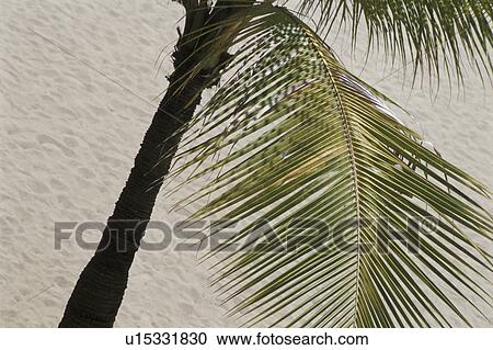 Coconut Palm View Large Photo Image Stock Image - Coconut Palm. Fotosearch