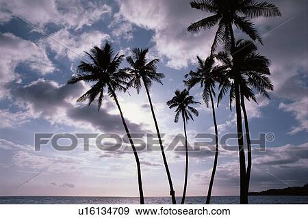 Coconut Palms Against Sky View Large Photo Image Stock Photo - Coconut Palms Against Sky. Fotosearch