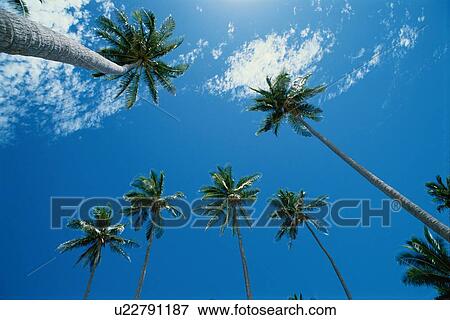 Stock Photo - Coconut Palms Against Sky. Fotosearch