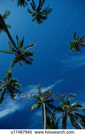 Coconut Palms Against Sky View Large Photo Image Stock Photography - Coconut Palms Against Sky. Fotosearch
