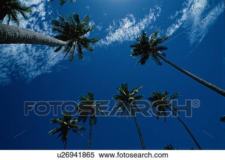Stock Photography - Coconut Palms Against Sky. Fotosearch