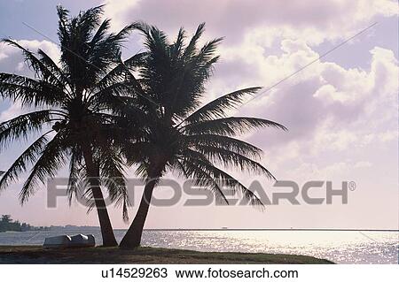 Stock Image - Coconut Palms At Beach. Fotosearch