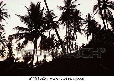 Coconut Palms In Silhouette View Large Photo Image Picture - Coconut Palms In Silhouette. Fotosearch