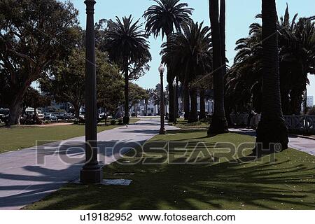 Coconut Palms Near Streets View Large Photo Image Stock Image - Coconut Palms Near Streets. Fotosearch