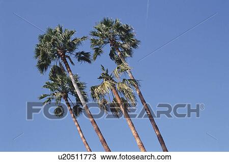 Coconut Palms View Large Photo Image Stock Image - Coconut Palms. Fotosearch