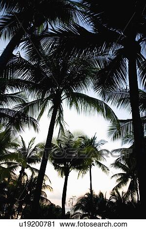 Stock Image - Coconut Tree. Fotosearch