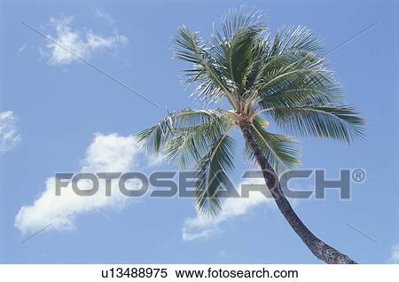 Stock Photography - Coconut Tree. Fotosearch