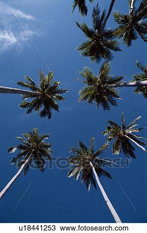 Cocounut Palms Against Sky View Large Photo Image Stock Image - Cocounut Palms Against Sky. Fotosearch