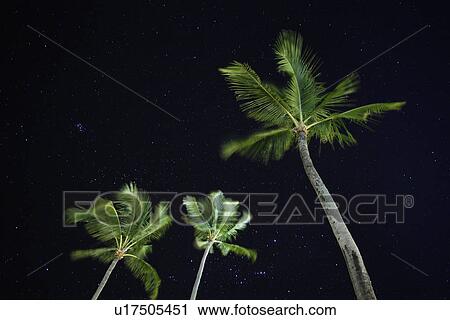 Lit-Up Coconut View Large Photo Image Stock Image - Lit-Up Coconut. Fotosearch