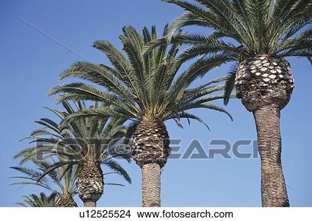 Row Of Palm Trees View Large Photo Image Picture - Row Of Palm Trees. Fotosearch