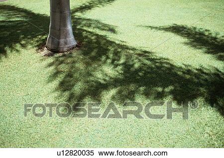 Shadows Of Coconut Palm Leaves View Large Photo Image Stock Photography - Shadows Of Coconut Palm Leaves. Fotosearch