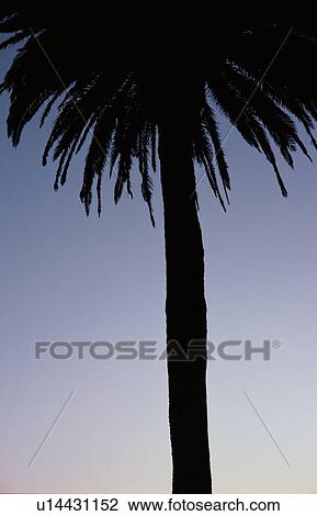 Silhouetted Coconut Palm View Large Photo Image Stock Image - Silhouetted Coconut Palm. Fotosearch