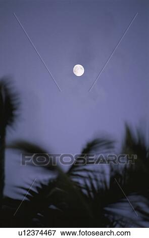 The Moon And A Coconut View Large Photo Image Stock Photo - The Moon And A Coconut. Fotosearch