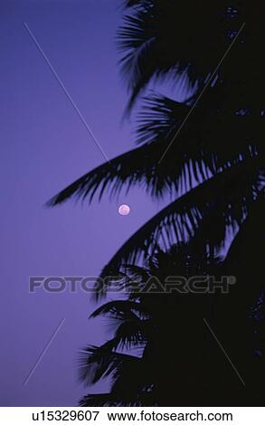 Stock Photo - The Moon And A Coconut. Fotosearch
