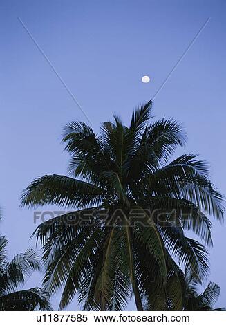 The Moon And A Coconut View Large Photo Image Stock Photography - The Moon And A Coconut. Fotosearch