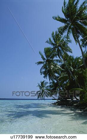Stock Photo - The Sea And A Coconut. Fotosearch