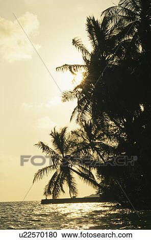 The Setting Sun And A Coconut View Large Photo Image Stock Image - The Setting Sun And A Coconut. Fotosearch