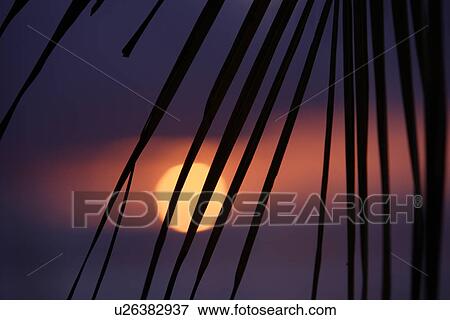 The Setting Sun And Coconut View Large Photo Image Stock Photo - The Setting Sun And Coconut. Fotosearch