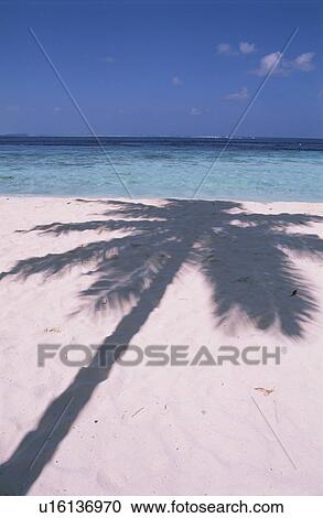 The Silhouette Of A Coconut Tree View Large Photo Image Stock Image - The Silhouette Of A Coconut Tree. Fotosearch