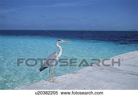 Stock Photography - A Snowy Heron And The Sea. Fotosearch