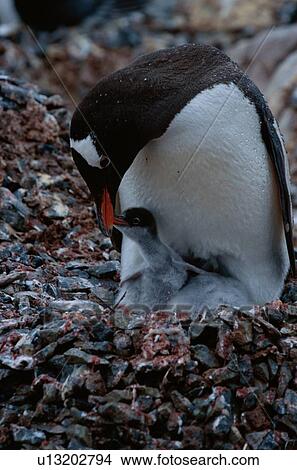 Adult Penguin Feeding Baby View Large Photo Image Picture - Adult Penguin Feeding Baby. Fotosearch