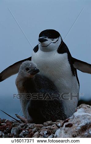 Stock Image - Adult Penguin With Young. Fotosearch