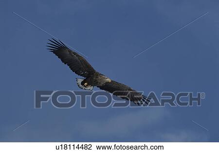 Eagle View Large Photo Image Stock Image - Eagle. Fotosearch