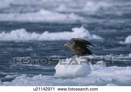 Stock Image - Eagle. Fotosearch