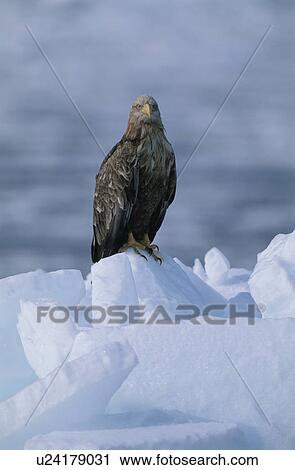 Stock Image - Eagle. Fotosearch