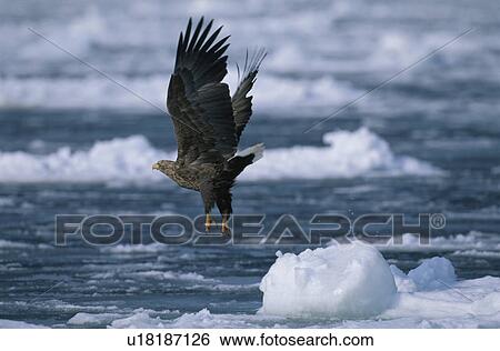 Stock Photograph - Eagle. Fotosearch