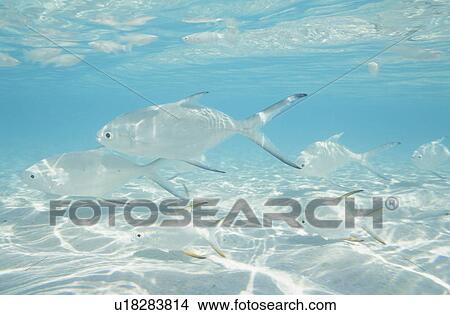 Picture - Fish. Fotosearch