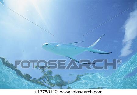 Fish View Large Photo Image Stock Image - Fish. Fotosearch