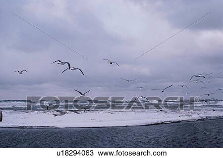 Flock Of Herring Gulls View Large Photo Image Stock Image - Flock Of Herring Gulls. Fotosearch