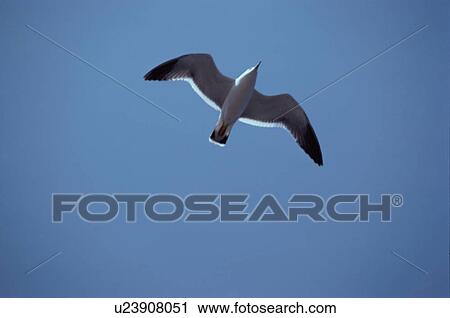 Flying Herring Gull View Large Photo Image Stock Image - Flying Herring Gull. Fotosearch