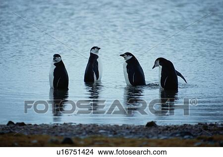 Picture - Four Penguins In Water. Fotosearch