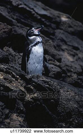 Galapagos Penguin View Large Photo Image Stock Image - Galapagos Penguin. Fotosearch