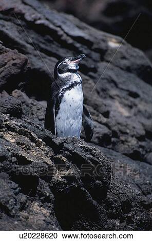 Galapagos Penguin View Large Photo Image Stock Image - Galapagos Penguin. Fotosearch
