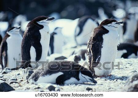 Stock Image - Group Of Penguins. Fotosearch