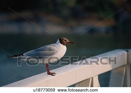 Gull View Large Photo Image Stock Photo - Gull. Fotosearch