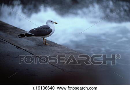Stock Image - Herring Gull On Edge. Fotosearch