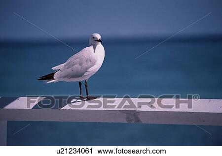 Stock Image - Herring Gull. Fotosearch