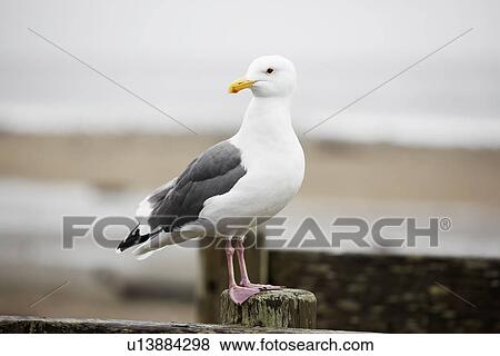 Stock Photo - Herring gull. Fotosearch