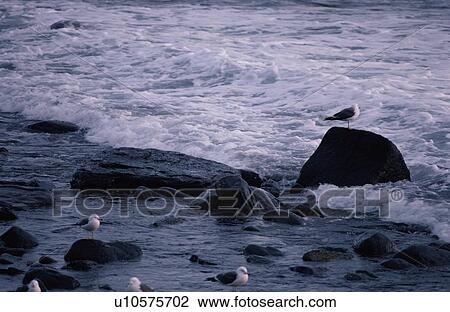 Herring Gulls At Rocky Beach View Large Photo Image Stock Image - Herring Gulls At Rocky Beach. Fotosearch