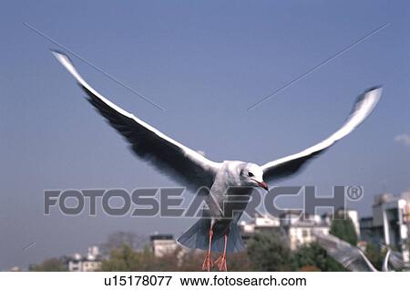 One Sea Gull View Large Photo Image Stock Photo - One Sea Gull. Fotosearch