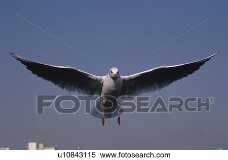 One Sea Gull View Large Photo Image Stock Photography - One Sea Gull. Fotosearch