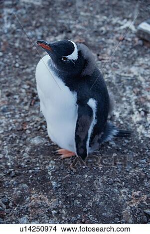 Picture - Penguin. Fotosearch