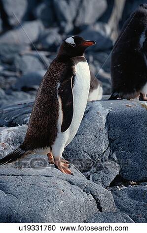 Stock Image - Penguin Standing On Rocks. Fotosearch