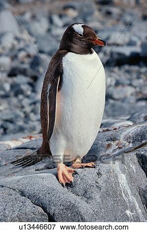 Penguin Standing On Rocks View Large Photo Image Stock Photo - Penguin Standing On Rocks. Fotosearch