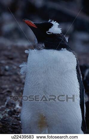 Stock Image - Penguin. Fotosearch