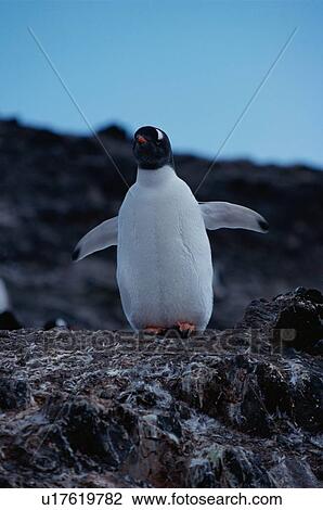 Penguin Walking On Rocks View Large Photo Image Stock Image - Penguin Walking On Rocks. Fotosearch